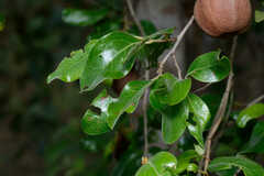 Petalostigma pubescens