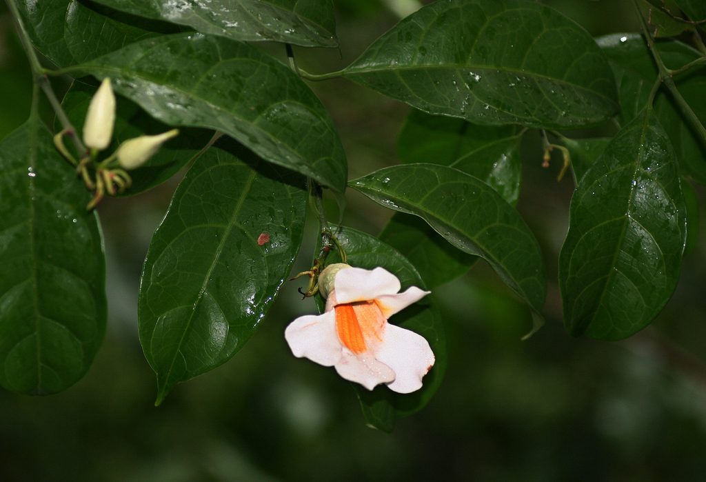 Thunbergia stelligera