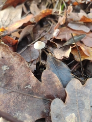 Collybiopsis quercophila