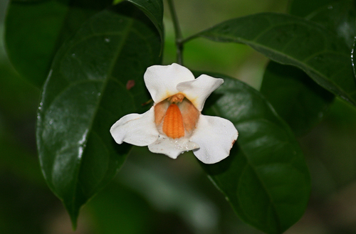 Thunbergia stelligera image