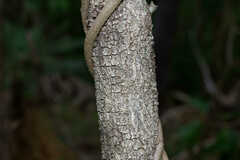 Petalostigma pubescens