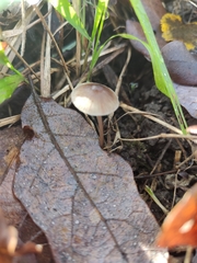 Collybiopsis quercophila