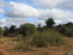 Anisotes formosissimus