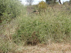 Anisotes formosissimus