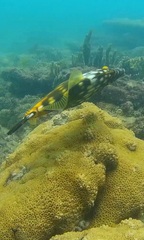 Cantherhines macrocerus