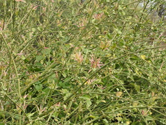Anisotes formosissimus