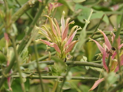 Anisotes formosissimus