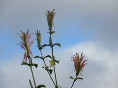 Anisotes formosissimus