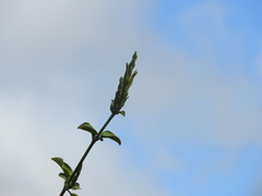 Anisotes formosissimus