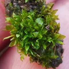 Funaria hygrometrica
