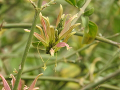 Anisotes formosissimus
