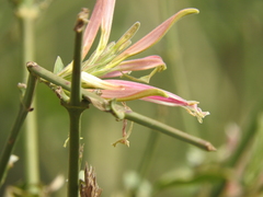 Anisotes formosissimus