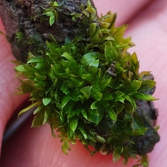 Funaria hygrometrica