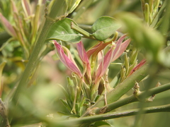 Anisotes formosissimus