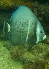 Pomacanthus arcuatus