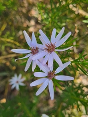 Olearia tenuifolia