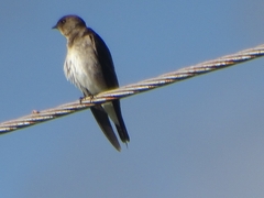 Stelgidopteryx serripennis