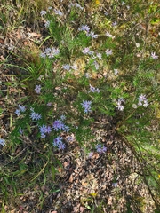 Olearia tenuifolia