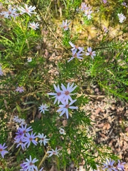 Olearia tenuifolia