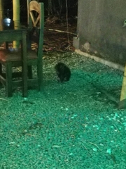 Coendou mexicanus