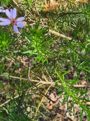 Olearia tenuifolia