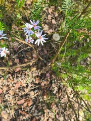 Olearia tenuifolia