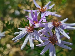 Olearia tenuifolia
