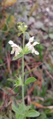 Stachys recta