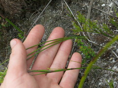 Bobartia filiformis