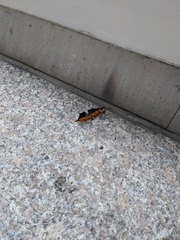 Polygonia interrogationis