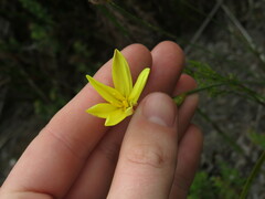 Bobartia filiformis