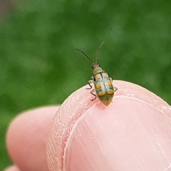 Diabrotica speciosa