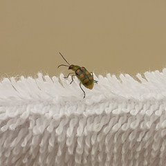 Diabrotica speciosa