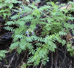 Polemonium foliosissimum