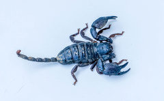 Hormuridae