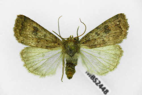 Mottled Rustic