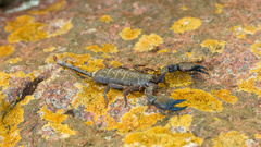 Hormuridae