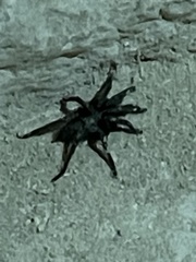 Chaetopelma olivaceum