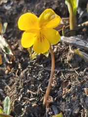 Viola xanthopetala