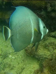 Pomacanthus arcuatus