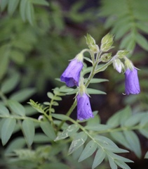 Polemonium foliosissimum