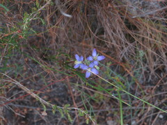 Heliophila linearis linearifolia