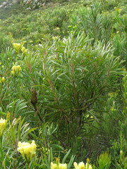 Protea longifolia