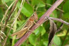 Chorthippus albomarginatus