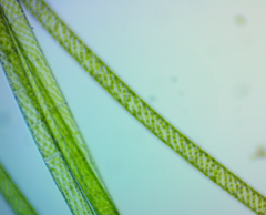 Charophyta