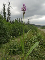 Dactylorhiza sibirica