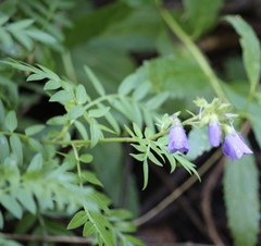 Polemonium foliosissimum
