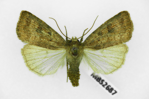 Mottled Rustic
