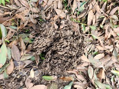 Crematogaster rogenhoferi