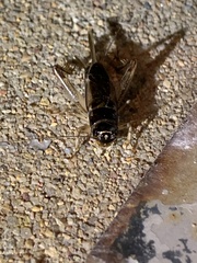 Teleogryllus commodus